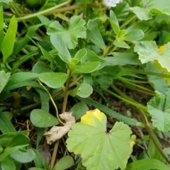 Common Purslane thumbnail 3