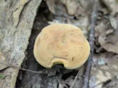 field bolete thumbnail 2