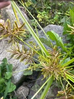 Asian Flatsedge thumbnail 1