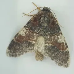 Chocolate Prominent thumbnail 2