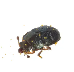 Brassicogethes viridescens thumbnail 1