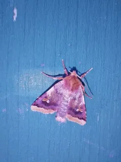 Agrochola pulchella thumbnail 4