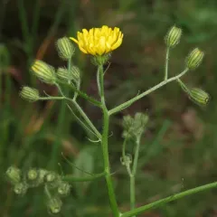 Smooth hawksbeard thumbnail 2