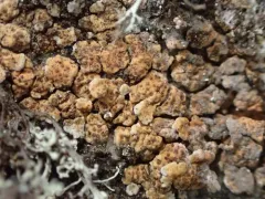 Little Emerald Lichen thumbnail 2