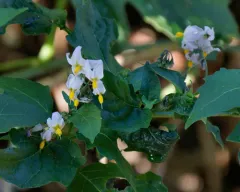 forked nightshade thumbnail 3