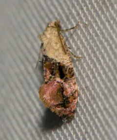 Holland's Cochylid Moth thumbnail 4