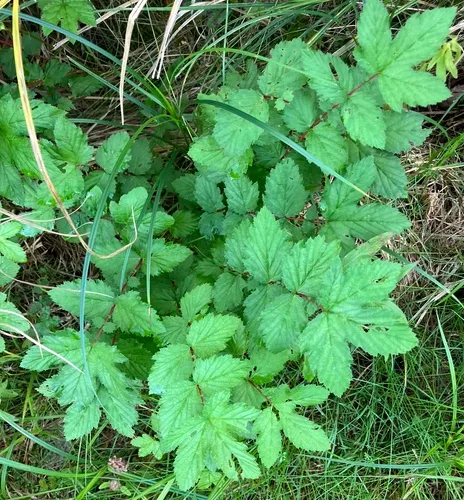 Meadowsweet
