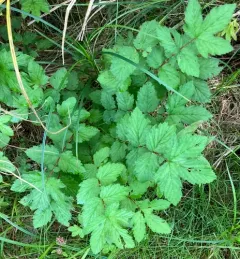 Meadowsweet thumbnail 1