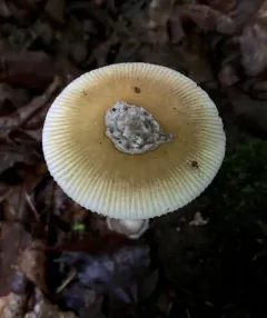 Mandarin Yellow Ringless Amanita thumbnail 3