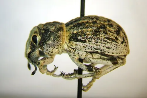 Hump-necked Broad-nosed Weevil