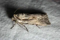 Sympistis mackiei thumbnail 3