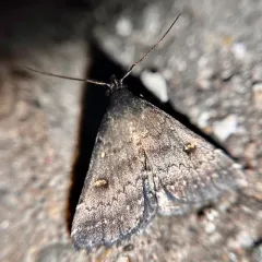 Smoky Tetanolita Moth thumbnail 3