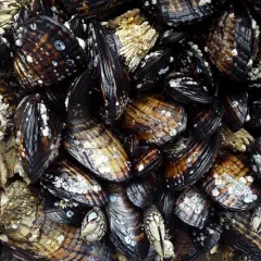 California Mussel thumbnail 2