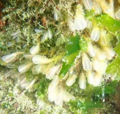 Lightbulb Tunicate thumbnail 3