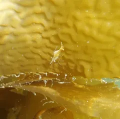stiletto coastal shrimp thumbnail 4