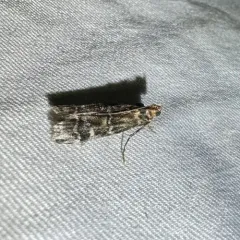 Spruce Coneworm Moth thumbnail 4