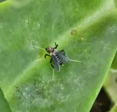 Polypedilum ontario thumbnail 4