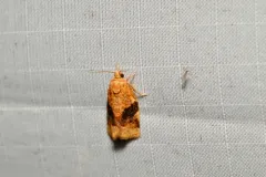 Archips nigriplagana thumbnail 4