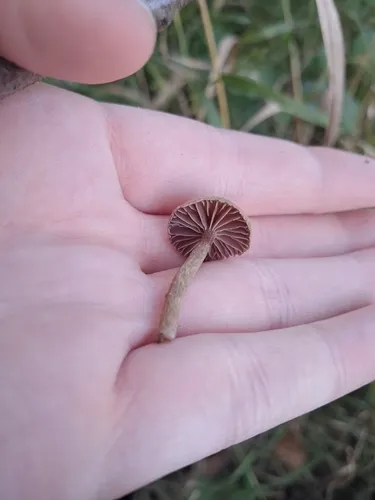 Cortinarius olivaceofulvus