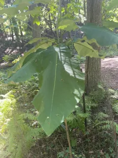 bigleaf magnolia thumbnail 3