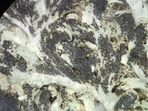 Lichenopeltella heterodermiicola