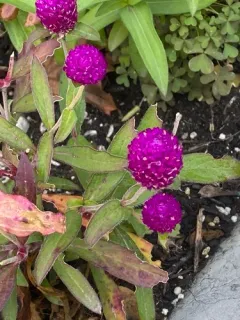 Globe amaranth thumbnail 1