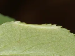 Coptotriche crataegifoliae thumbnail 3