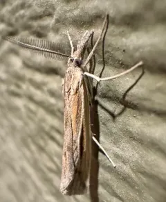 Woolly Grass-veneer Moth thumbnail 3