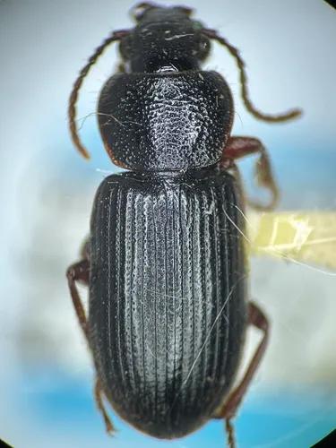 Dicheirus obtusus