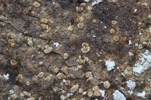 Trimmatothelopsis dispersa