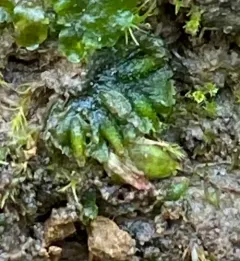 Round Hornwort thumbnail 2