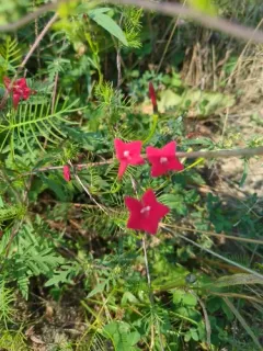 Cypress Vine thumbnail 3