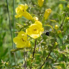 large-flowered false foxglove thumbnail 4