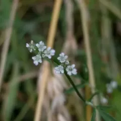 common hedge parsley thumbnail 4