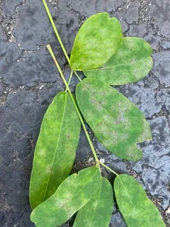Erysiphe akebiae thumbnail 2