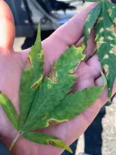 Septoria cannabis thumbnail 2
