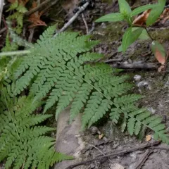 lady fern thumbnail 4