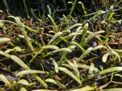 Eastern Lilaeopsis thumbnail 4