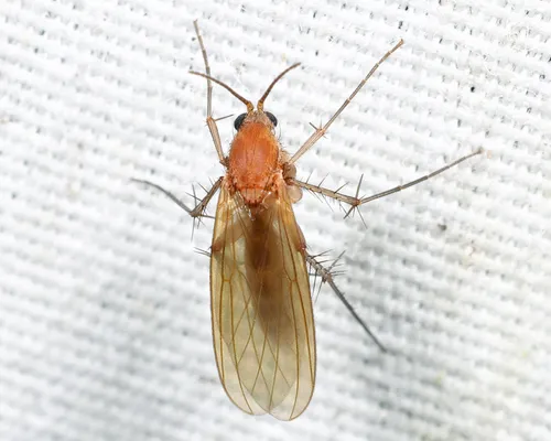 Mycetophila fisherae