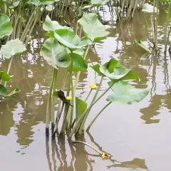 spatterdock thumbnail 4