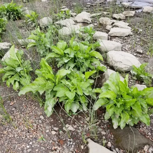 Heartleaf Plantain