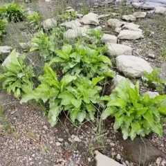 Heartleaf Plantain thumbnail 1