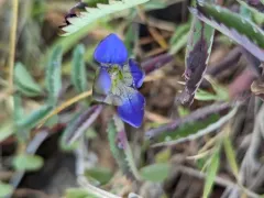 Mendocino gentian thumbnail 2