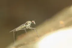 Trichoclinocera dolicheretma thumbnail 2