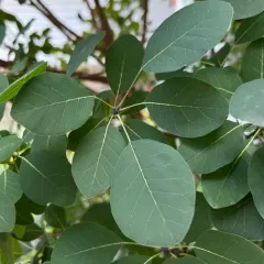 American smoketree thumbnail 4