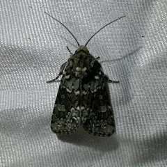 Collared Arches Moth thumbnail 4