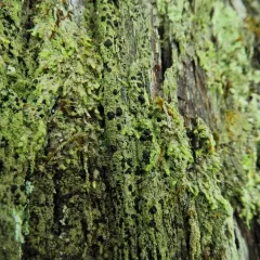Surprise Lichen thumbnail 2