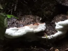 Conifer-base Polypore thumbnail 3