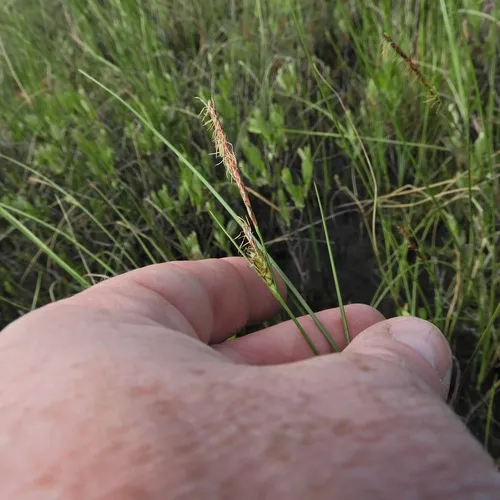 livid sedge