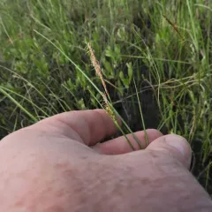 livid sedge thumbnail 1